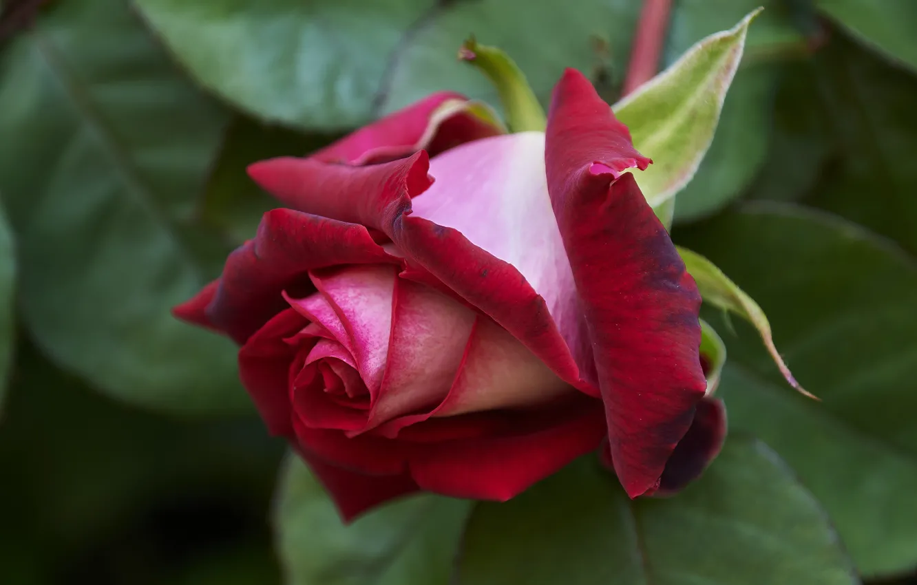 Photo wallpaper leaves, flowers, red, roses, petals, buds