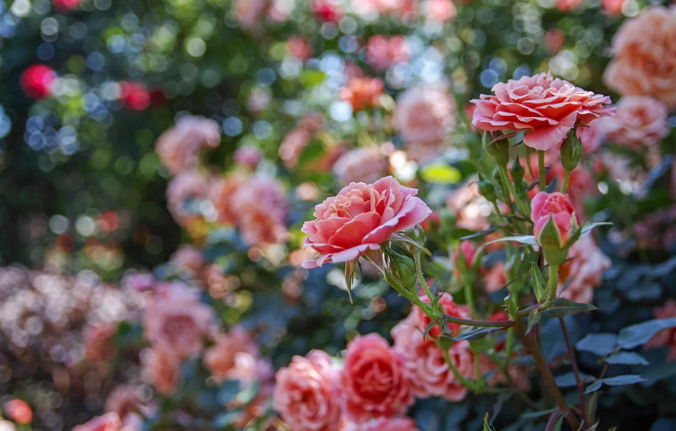 Photo wallpaper roses, buds, bokeh
