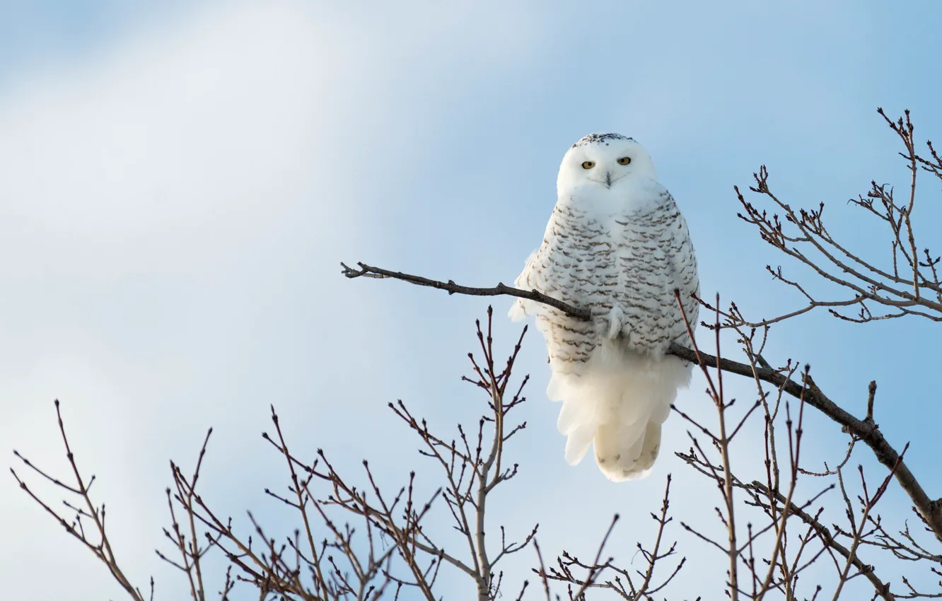 Photo wallpaper the sky, trees, branches, owl, bird, blue background, polar