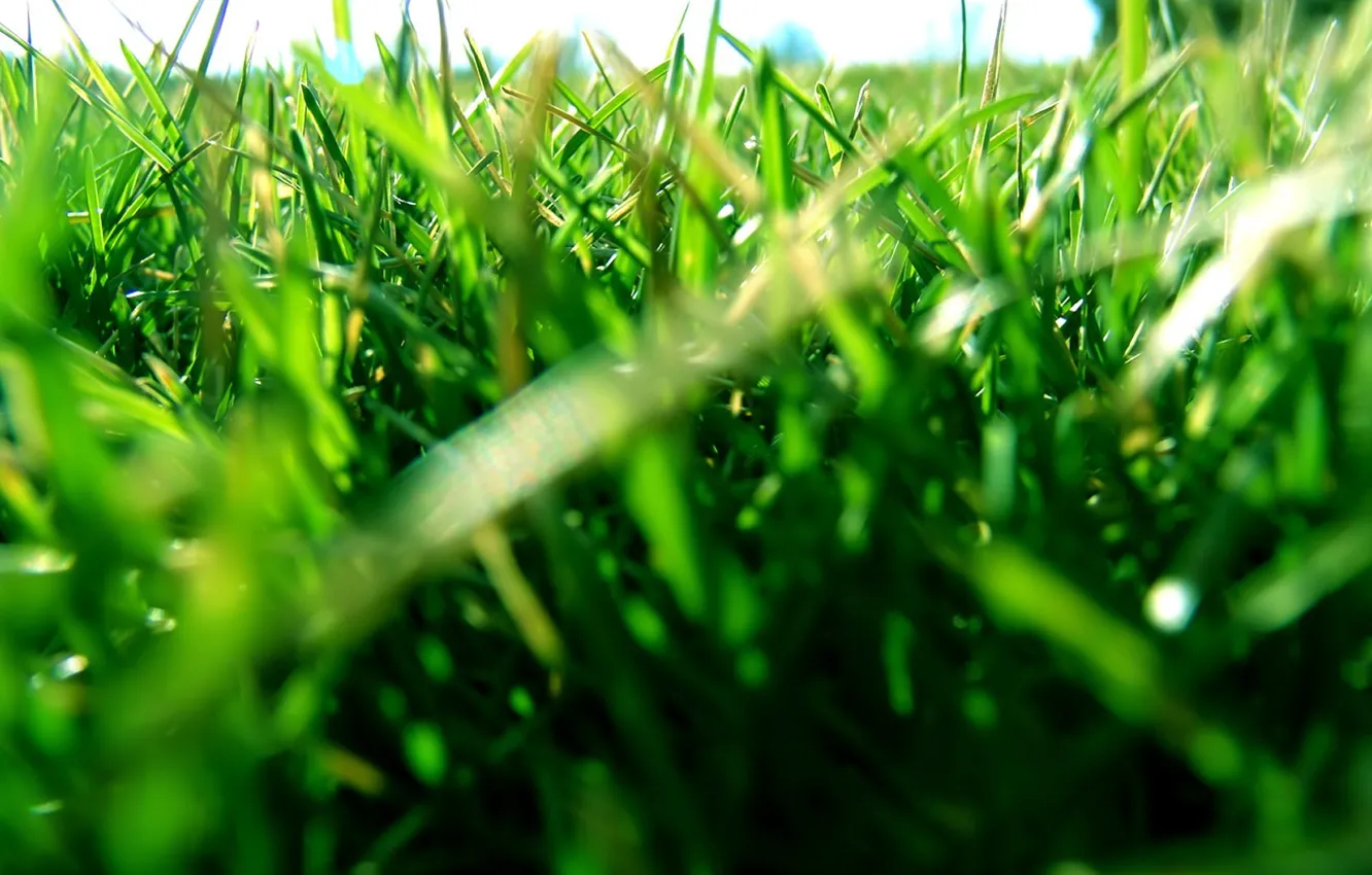 Photo wallpaper leaves, lawn, Grass