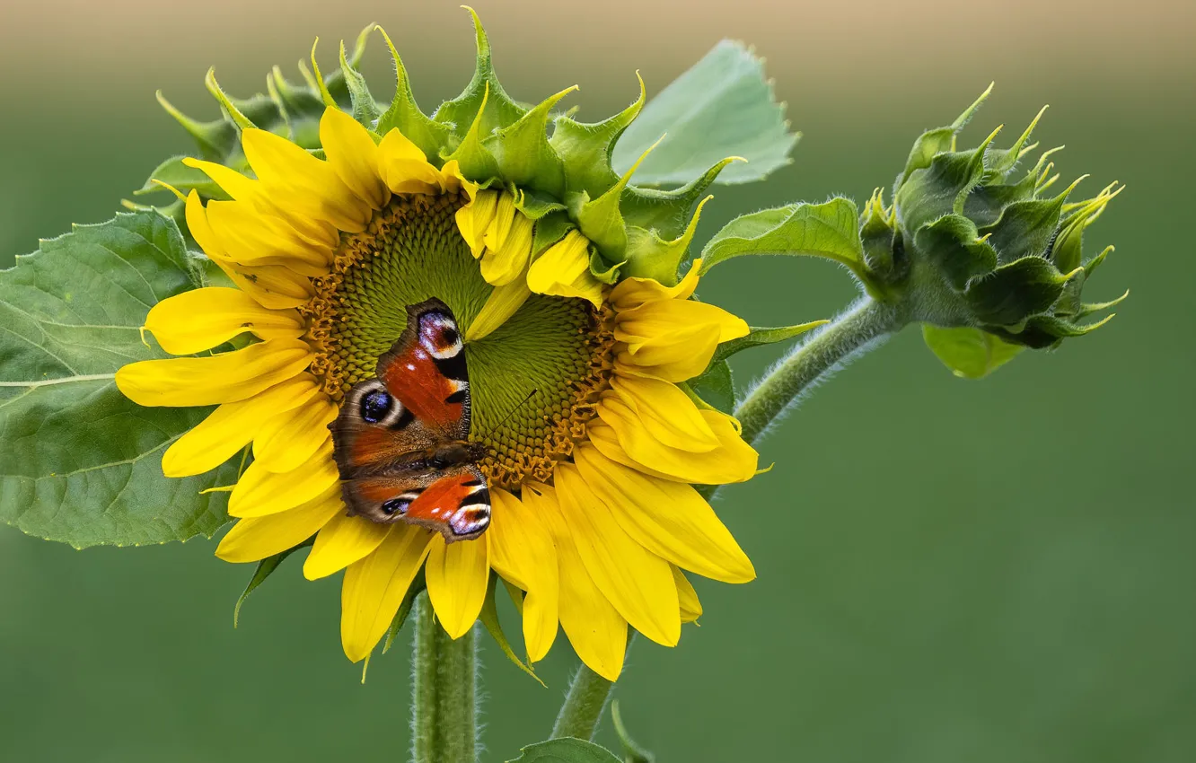 Photo wallpaper macro, sunflowers, flowers, butterfly, Emperor moth