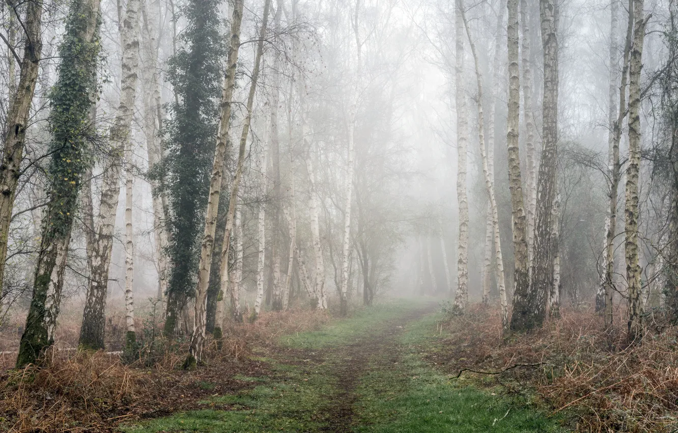 Photo wallpaper road, fog, birch