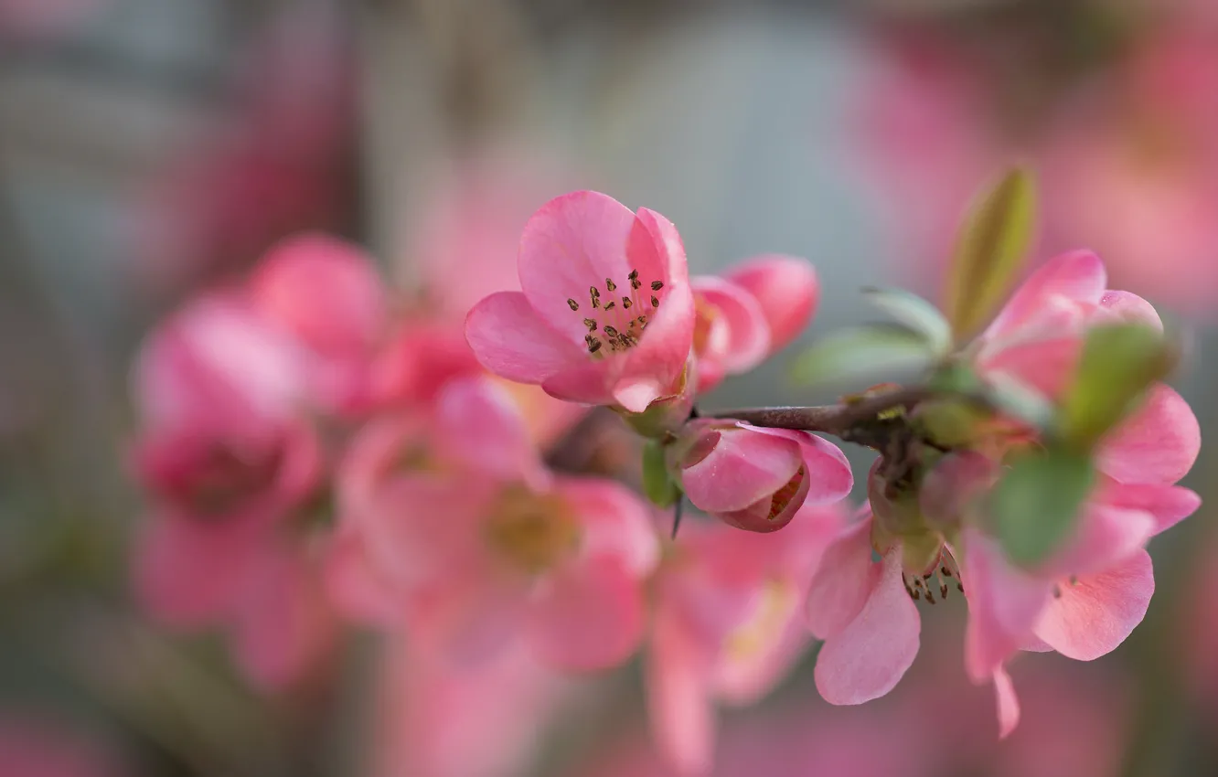 Photo wallpaper flowers, branches, paint, petals, garden