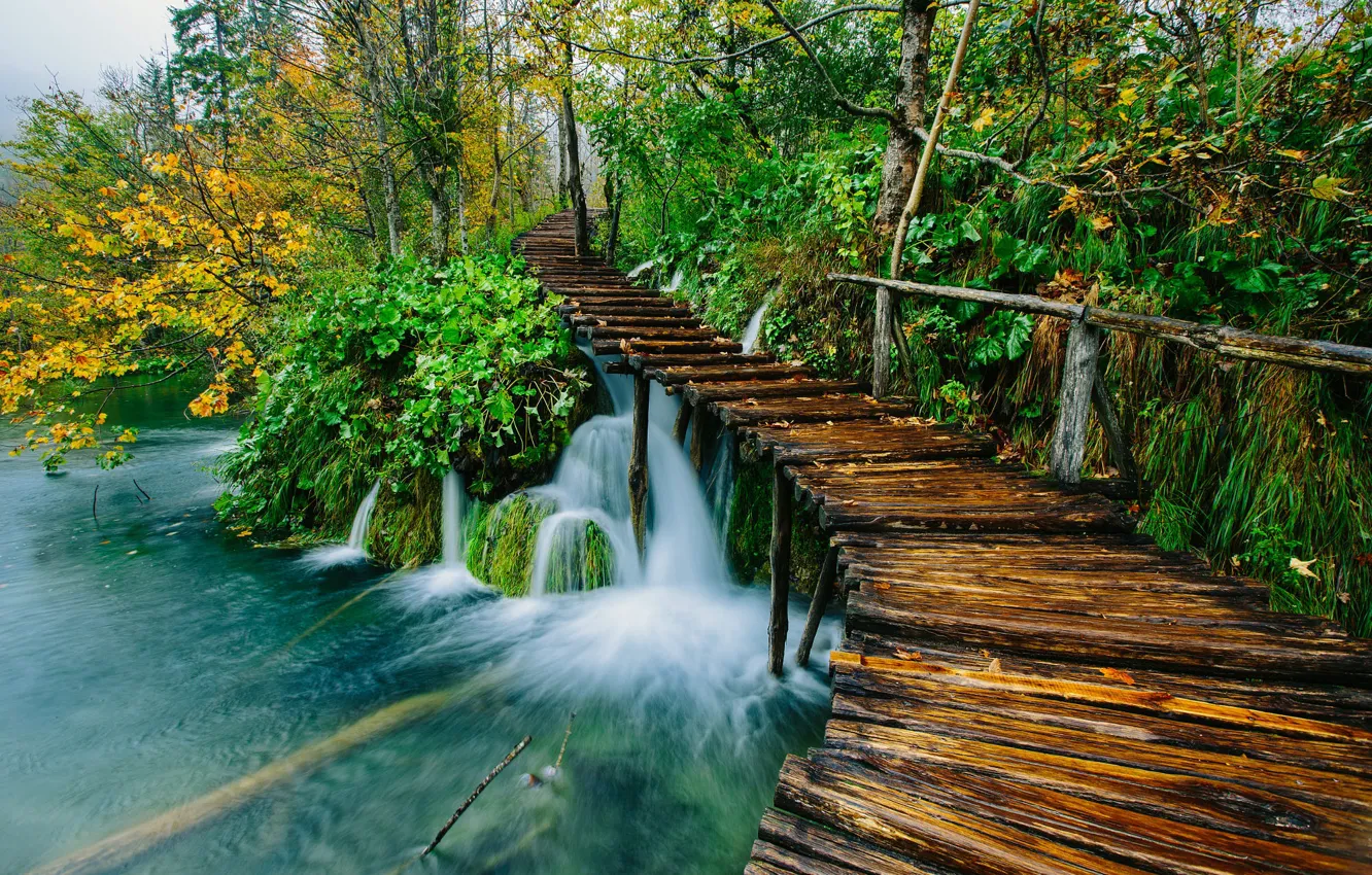 Photo wallpaper greens, autumn, forest, branches, shore, vegetation, foliage, Board