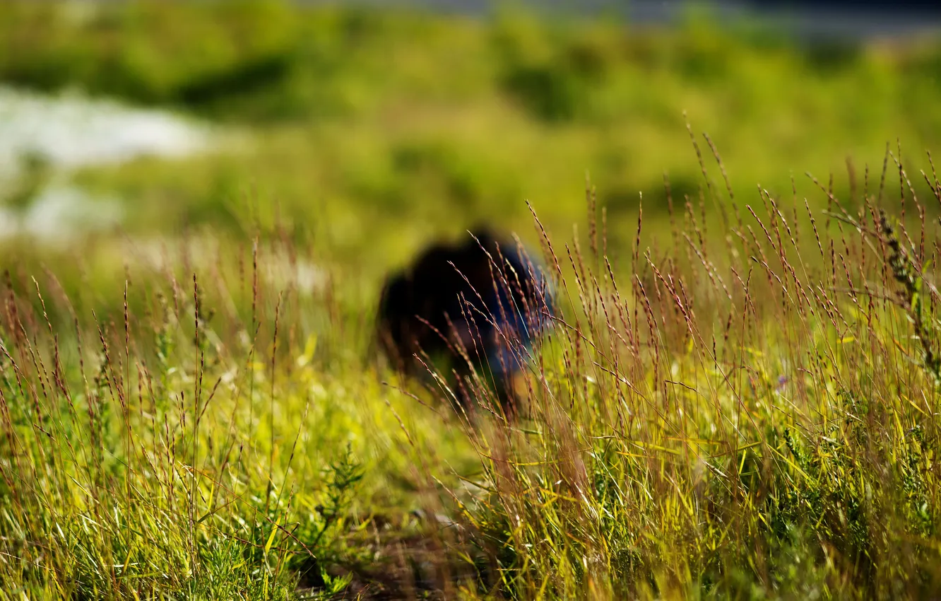Photo wallpaper grass, people, clearing, Dudinka