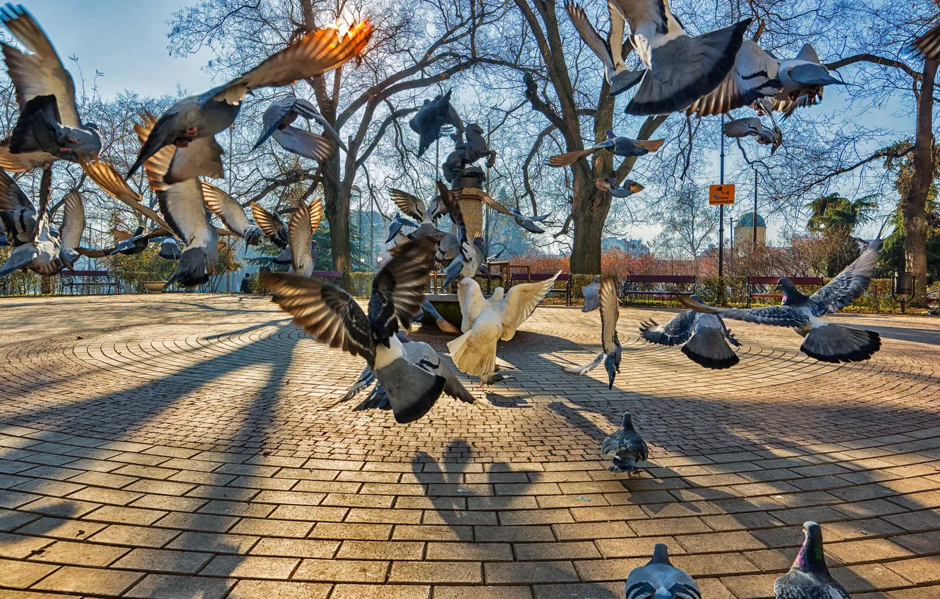Photo wallpaper birds, the city, Park, pigeons