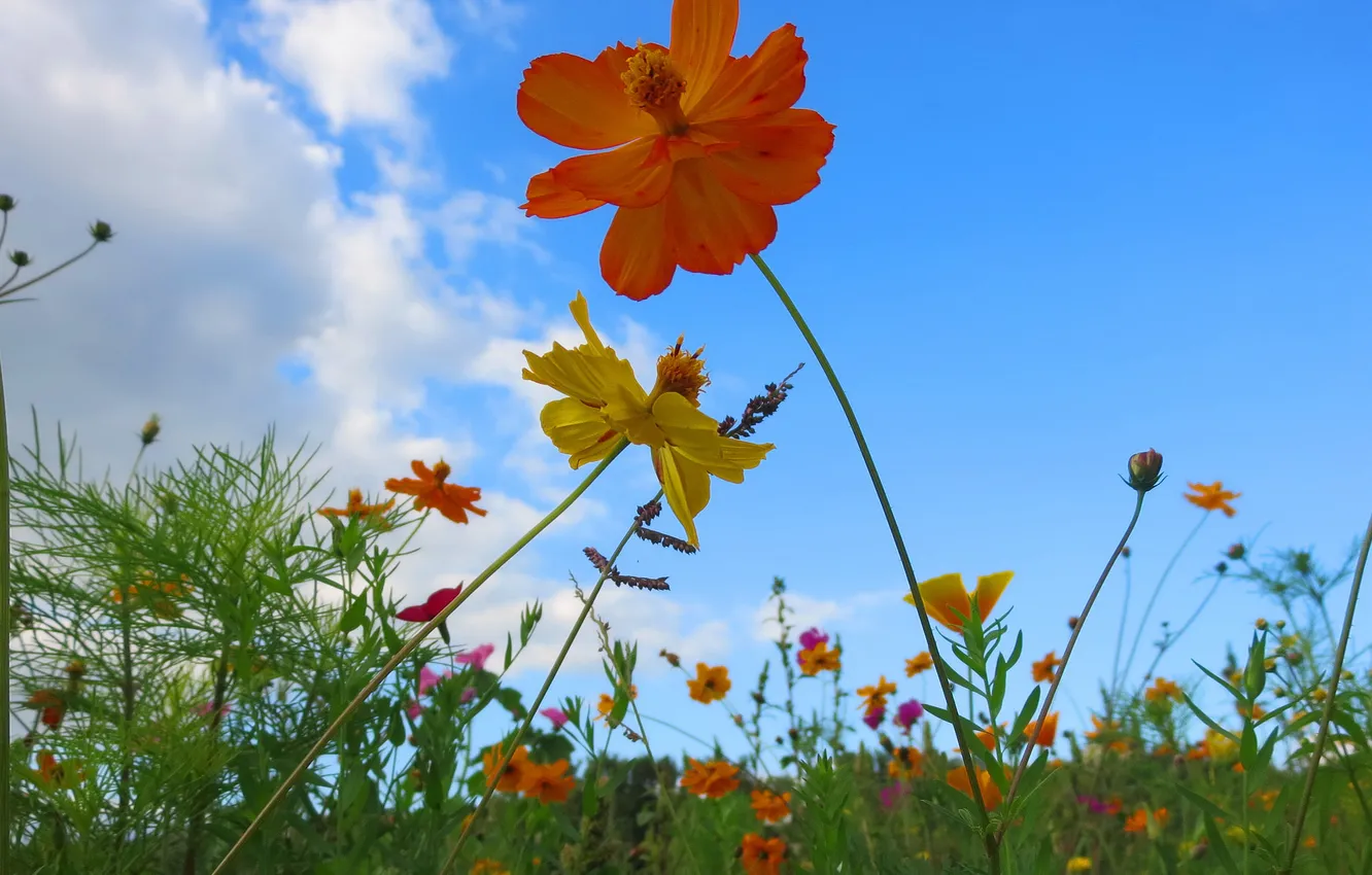 Photo wallpaper the sky, grass, clouds, macro, flowers, petals