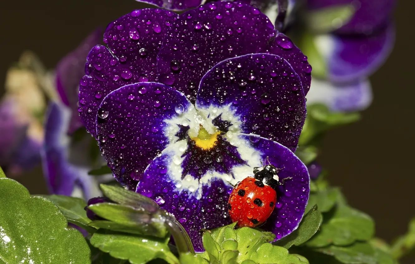 Photo wallpaper flowers, leaves, macro, water drops, purple, lady bug