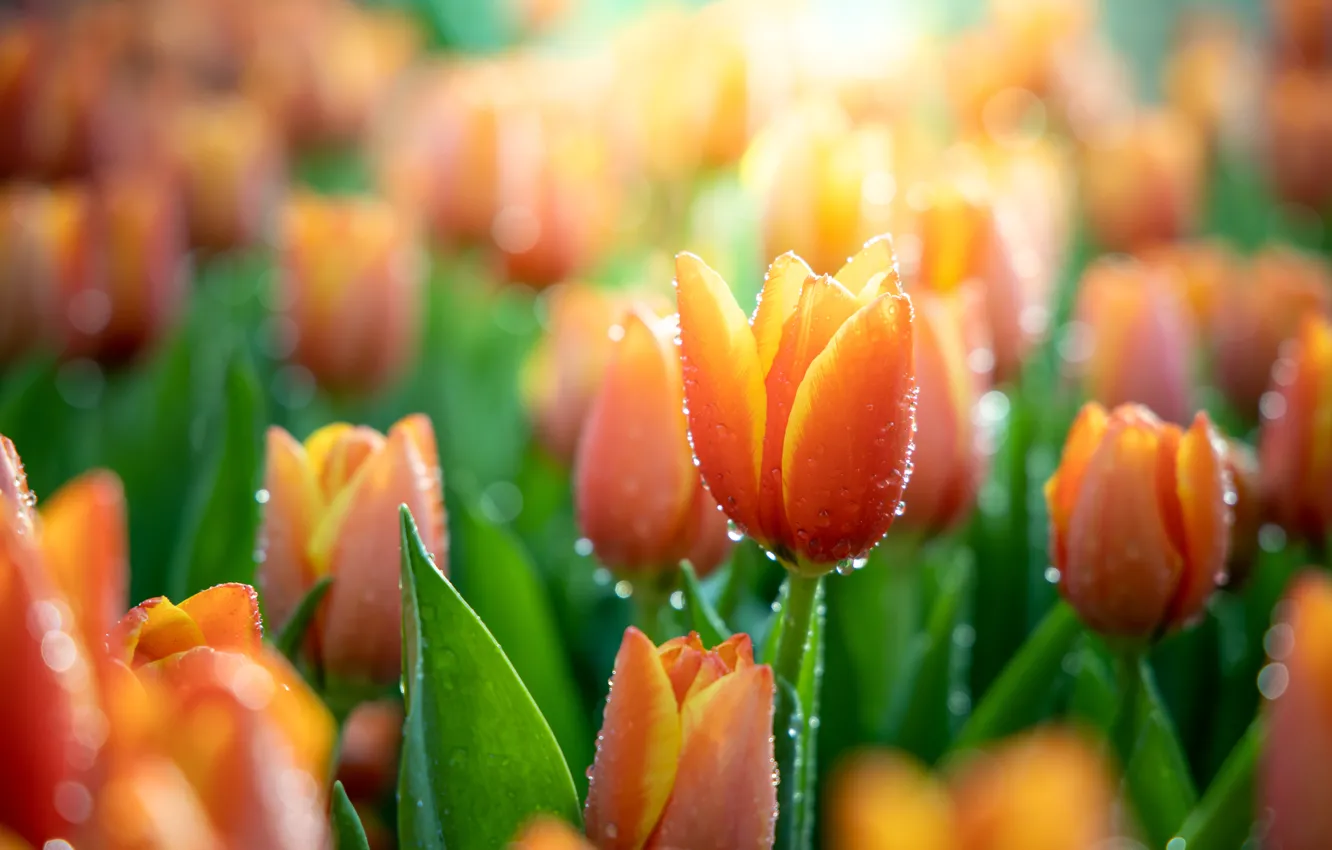 Photo wallpaper water, drops, macro, nature, tulips