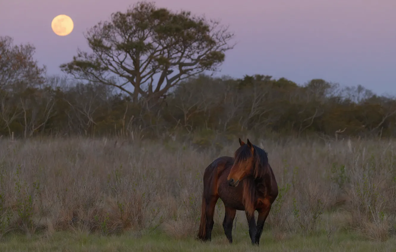 Photo wallpaper field, forest, summer, grass, trees, horse, the moon, horse