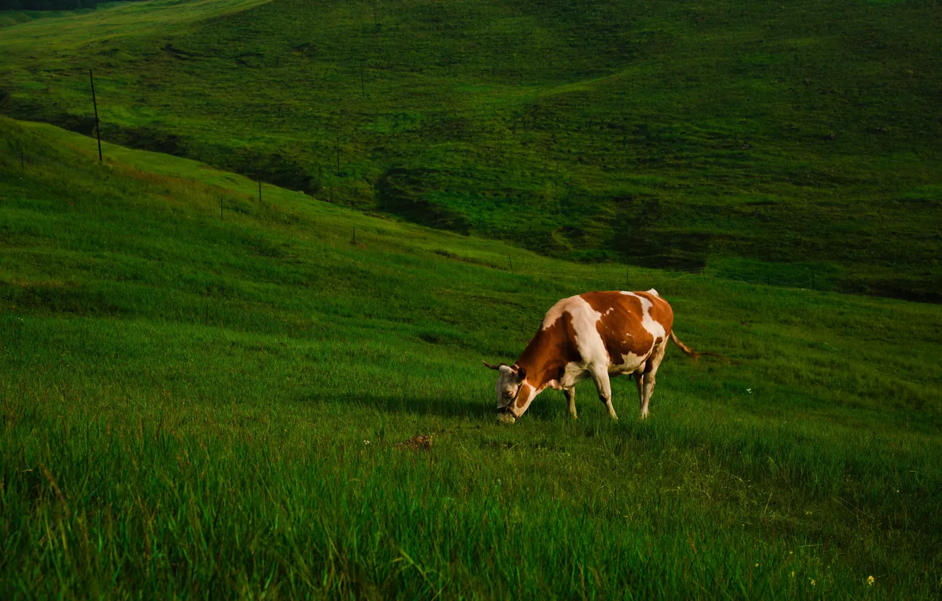 Photo wallpaper greens, grass, cow, slope, pasture, hill, meadow, red