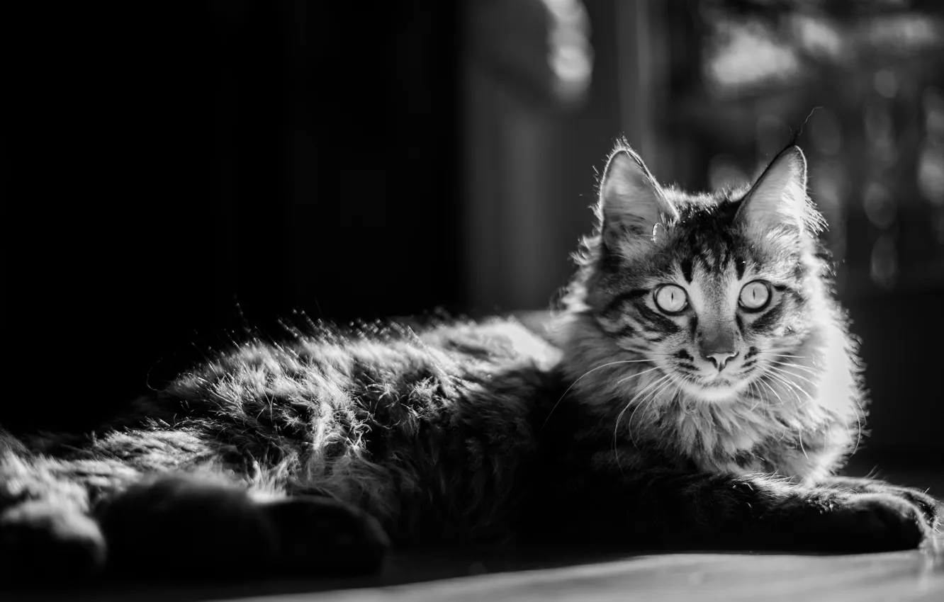 Photo wallpaper cat, look, wool