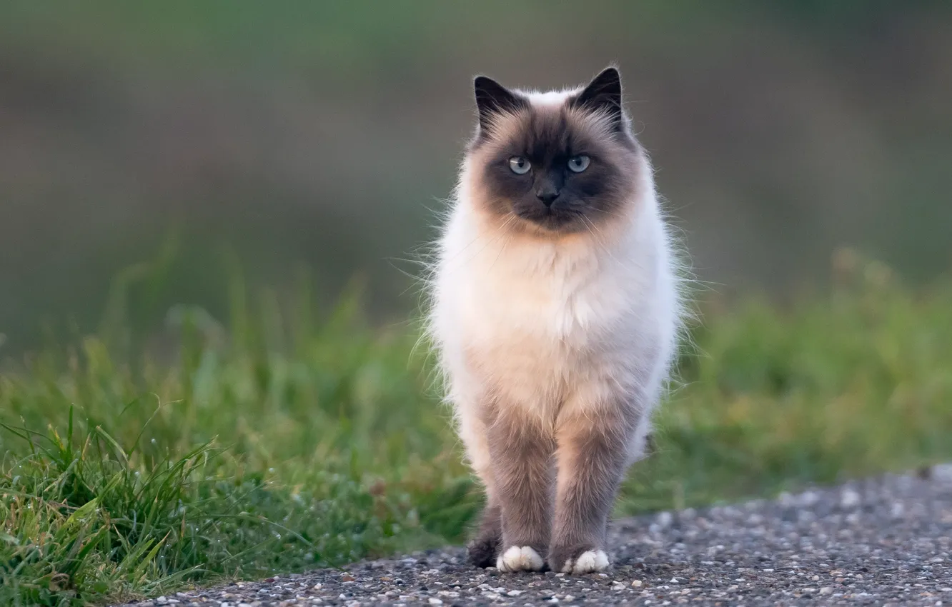 Photo wallpaper cat, grass, cat, look, nature, background, walk, face