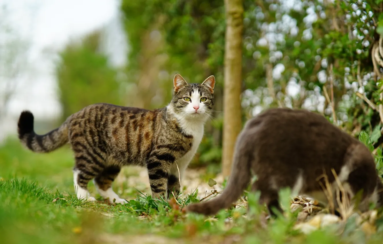 Photo wallpaper cat, cat, nature
