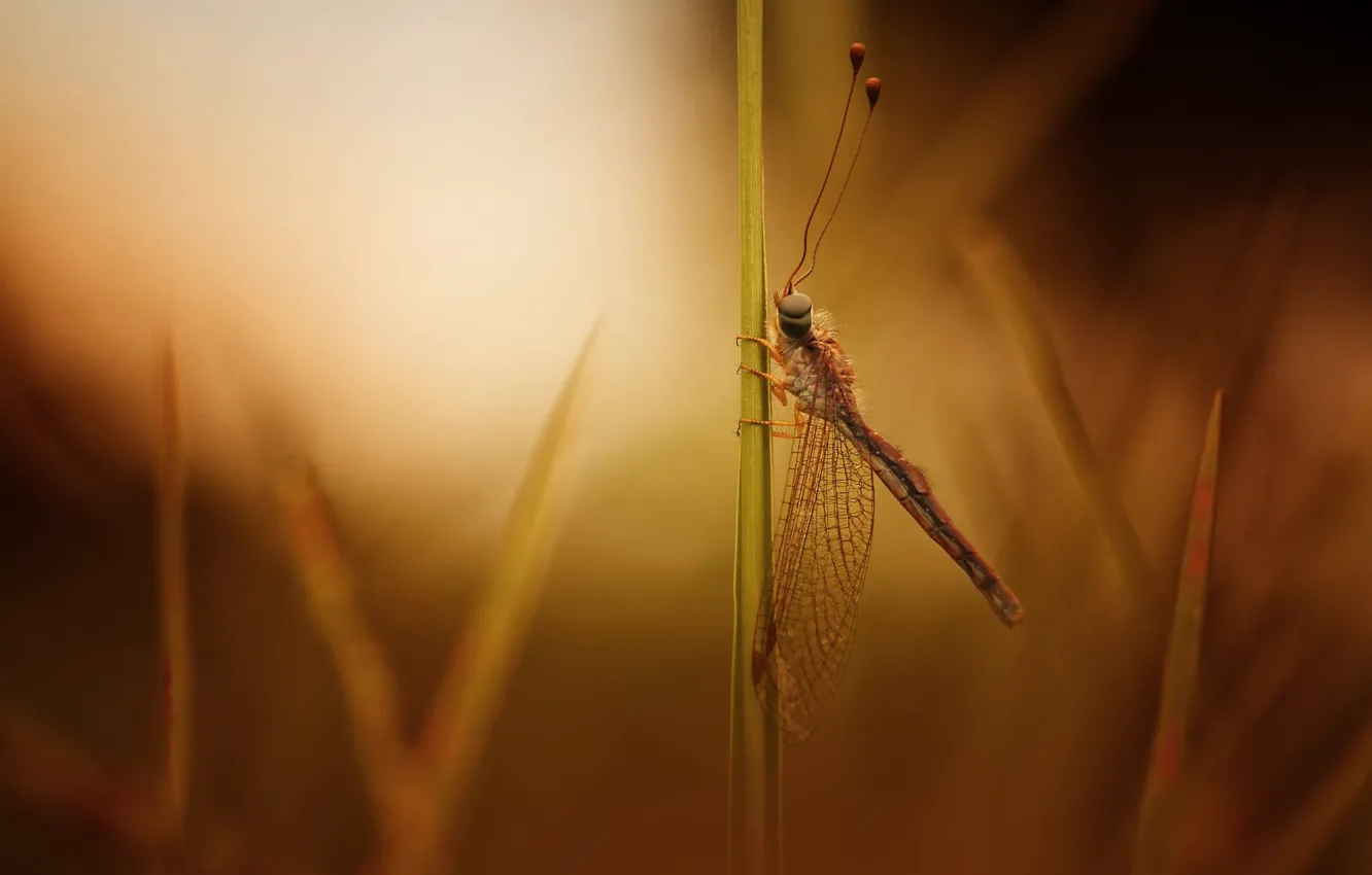 Photo wallpaper grass, macro, dragonfly, a blade of grass, bokeh