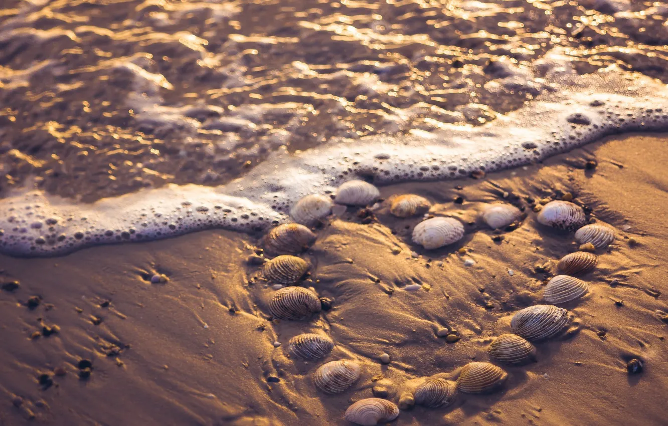 Photo wallpaper sea, heart, surf, shell
