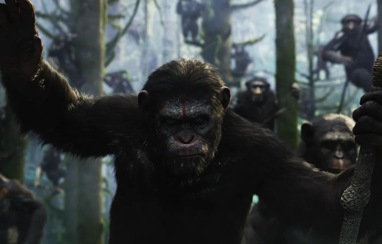 Photo wallpaper monkey, monkey, Caesar, Caesar, chimpanzees, Planet of the apes: the Revolution, Dawn of the Planet …