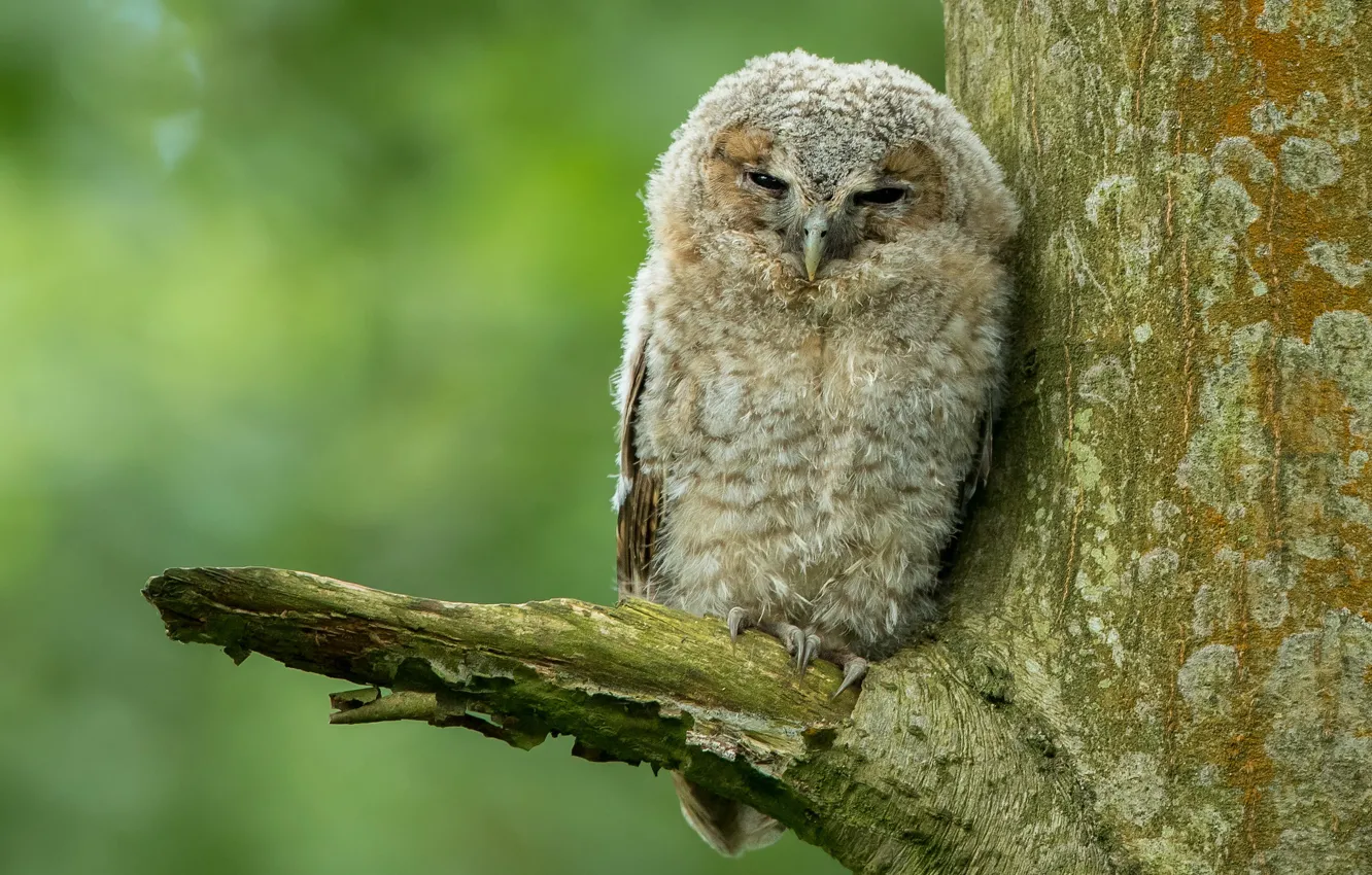 Photo wallpaper look, background, bird, owl
