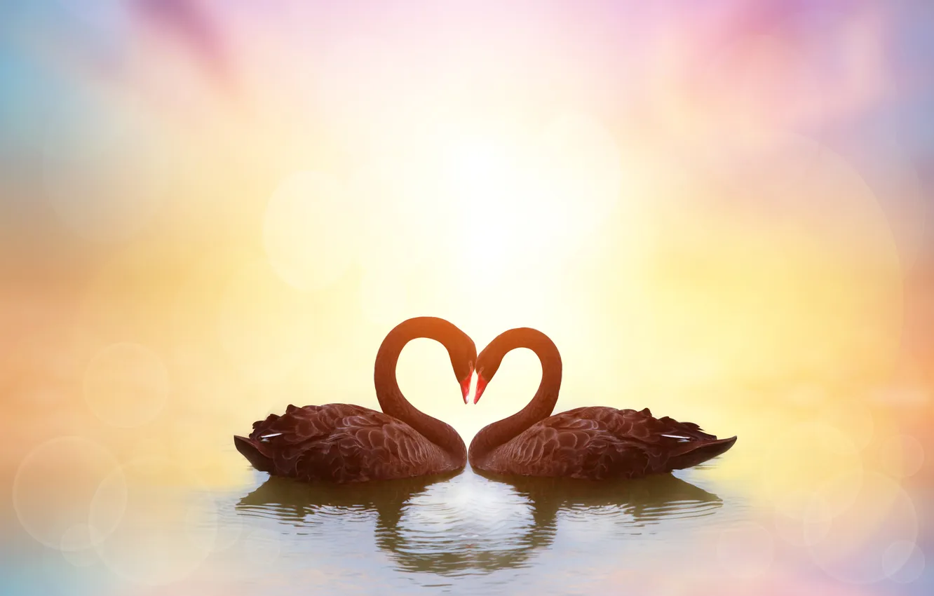 Photo wallpaper bird, heart, swans