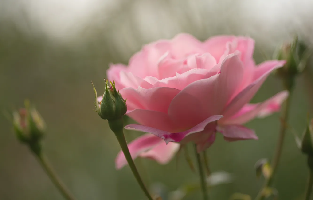 Photo wallpaper flower, macro, pink, rose, Bud
