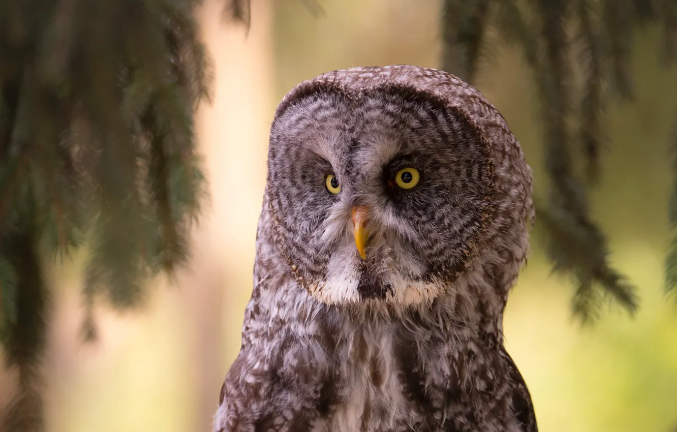 Photo wallpaper owl, spruce, feathers, beak
