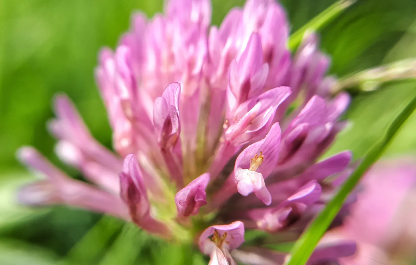 Photo wallpaper macro, flowers, nature, clover, flower, nature