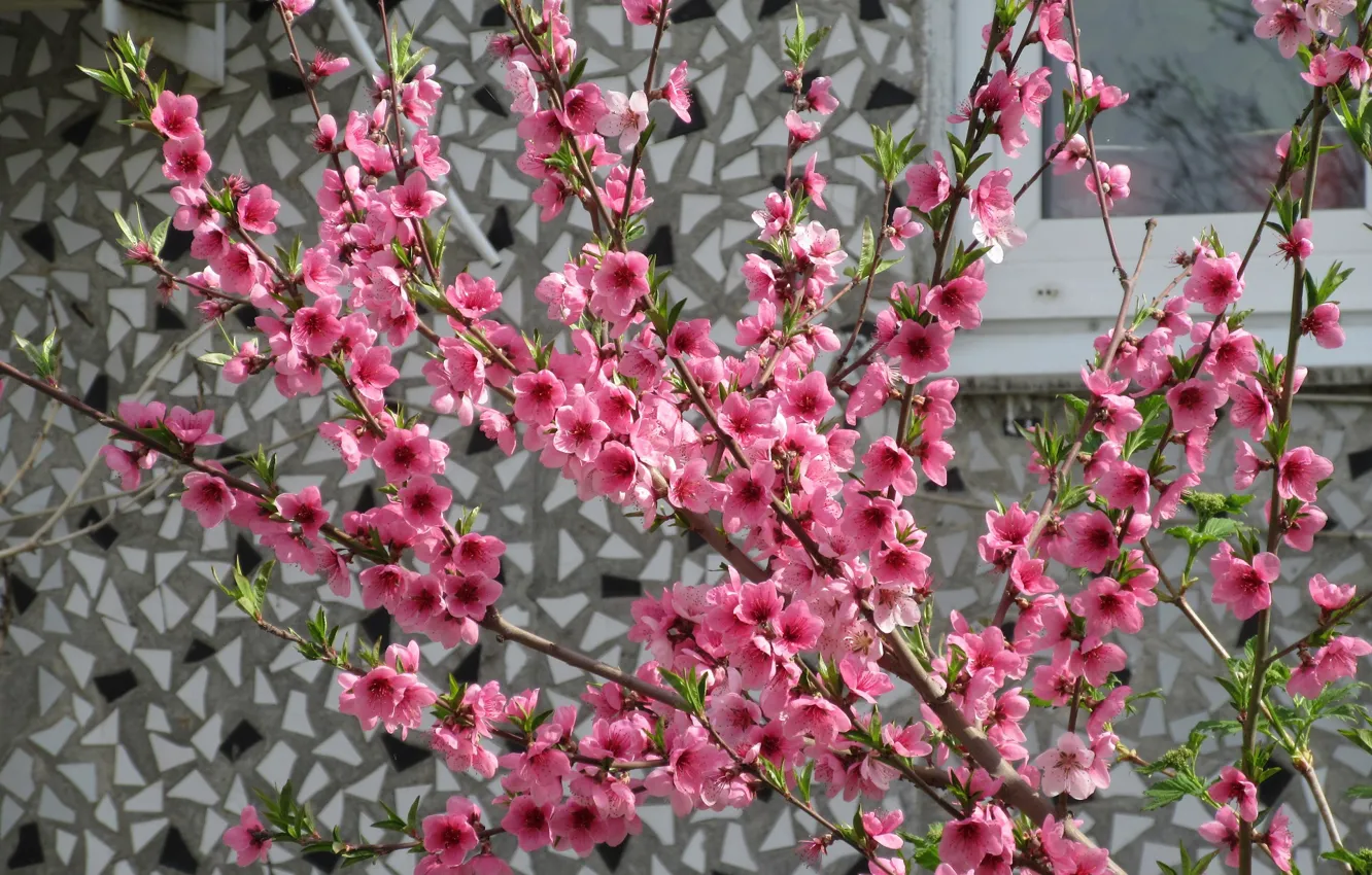 Photo wallpaper wall, peaches, flowering, spring 2018, Mamala ©