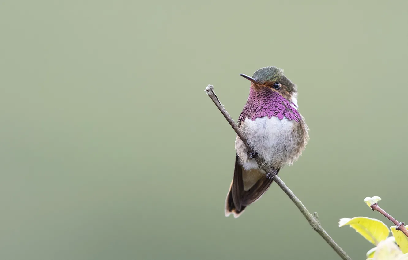 Photo wallpaper branches, Hummingbird, baby