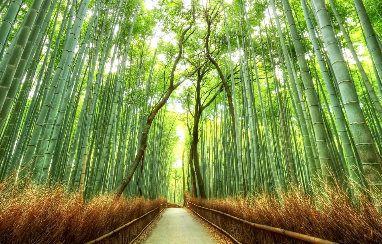 Photo wallpaper forest, Japan, bamboo, track, grove