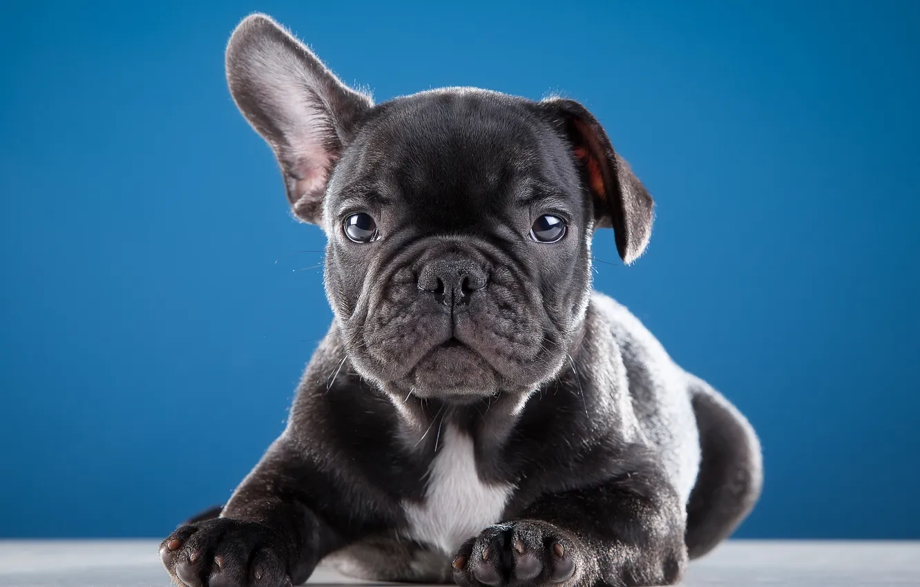 Photo wallpaper sweetheart, puppy, ears, French bulldog