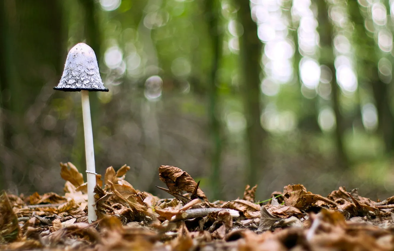 Photo wallpaper leaves, macro, nature, mushrooms