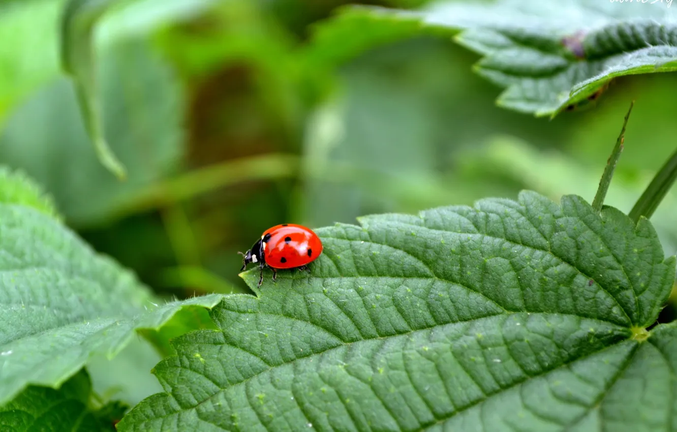 Photo wallpaper leaves, nature, ladybug
