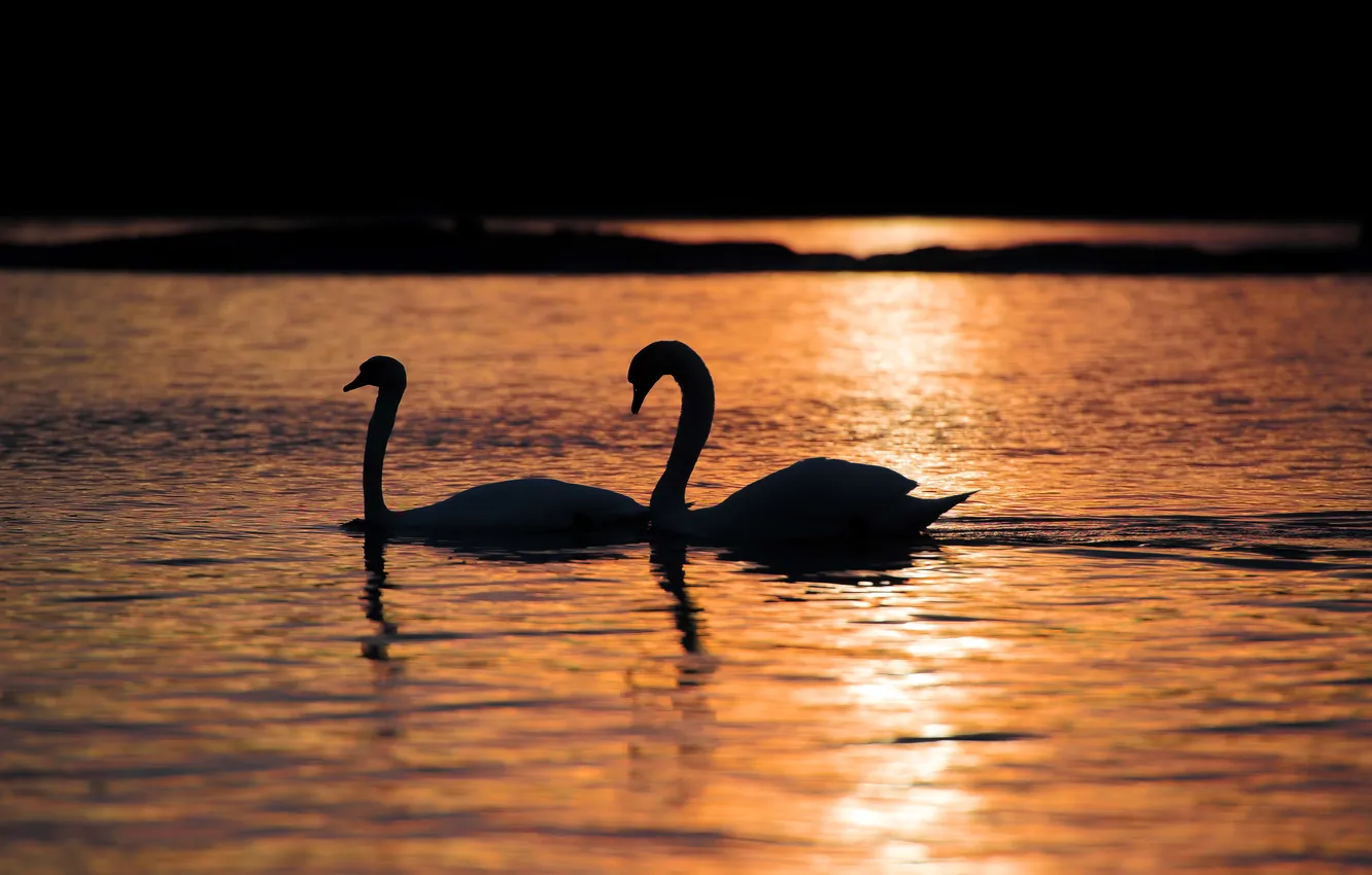 Photo wallpaper night, lake, swans