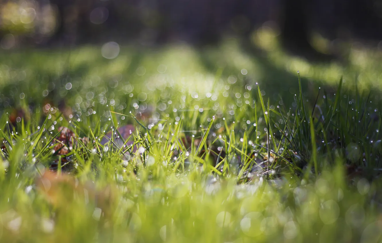 Photo wallpaper greens, grass, drops, bokeh