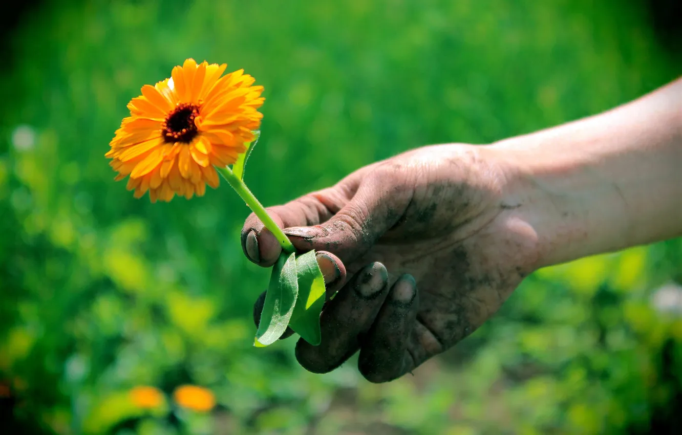 Photo wallpaper greens, flowers, earth, hands, brush, the garden
