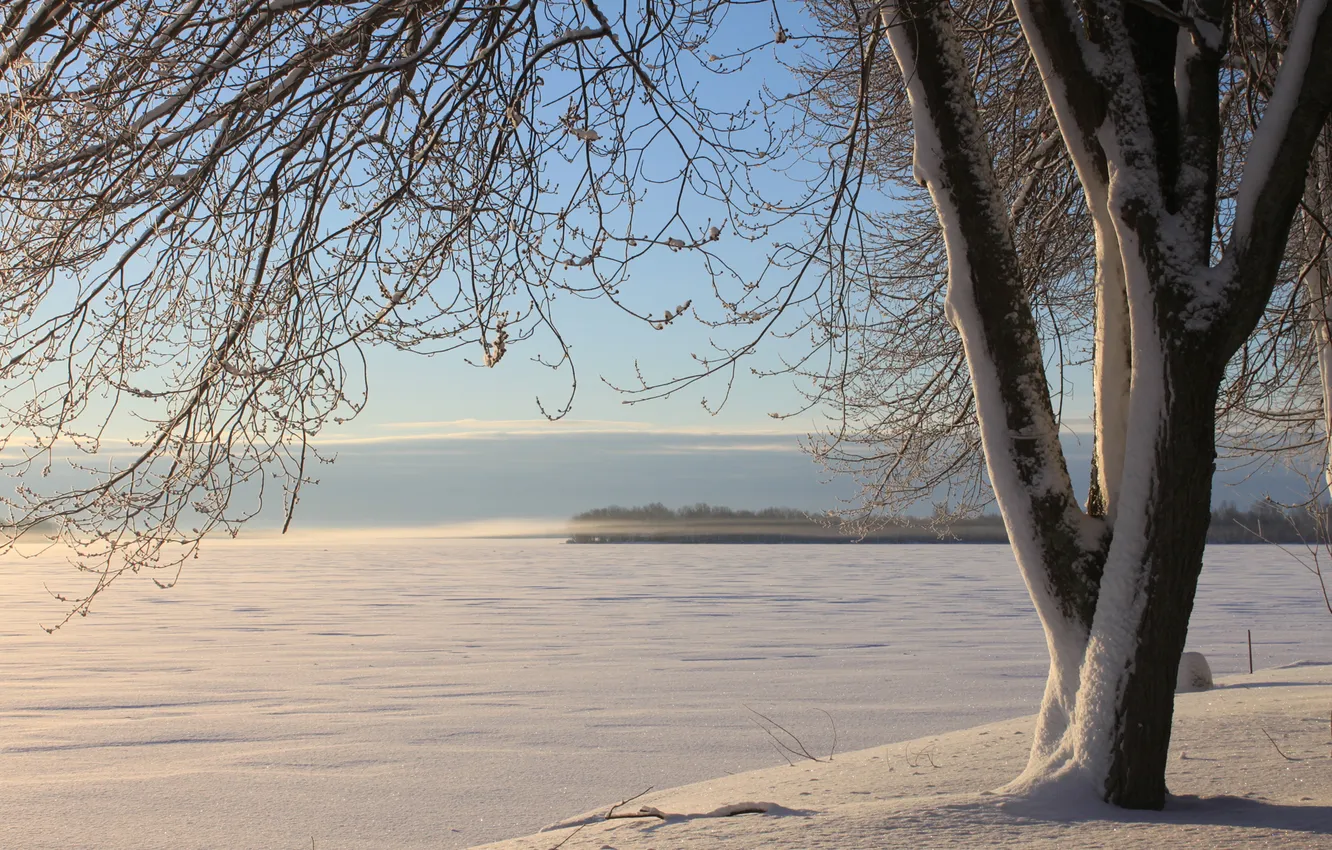 Photo wallpaper winter, snow, trees
