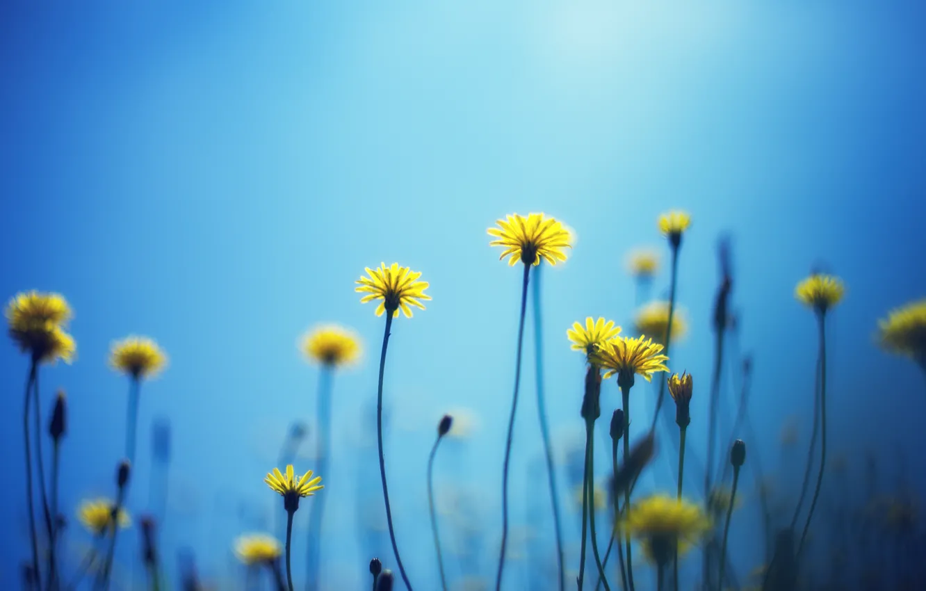 Photo wallpaper flowers, yellow, background, blue, widescreen, Wallpaper, wallpaper, flowers