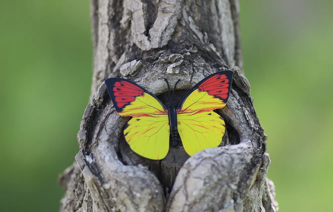 Photo wallpaper background, tree, butterfly