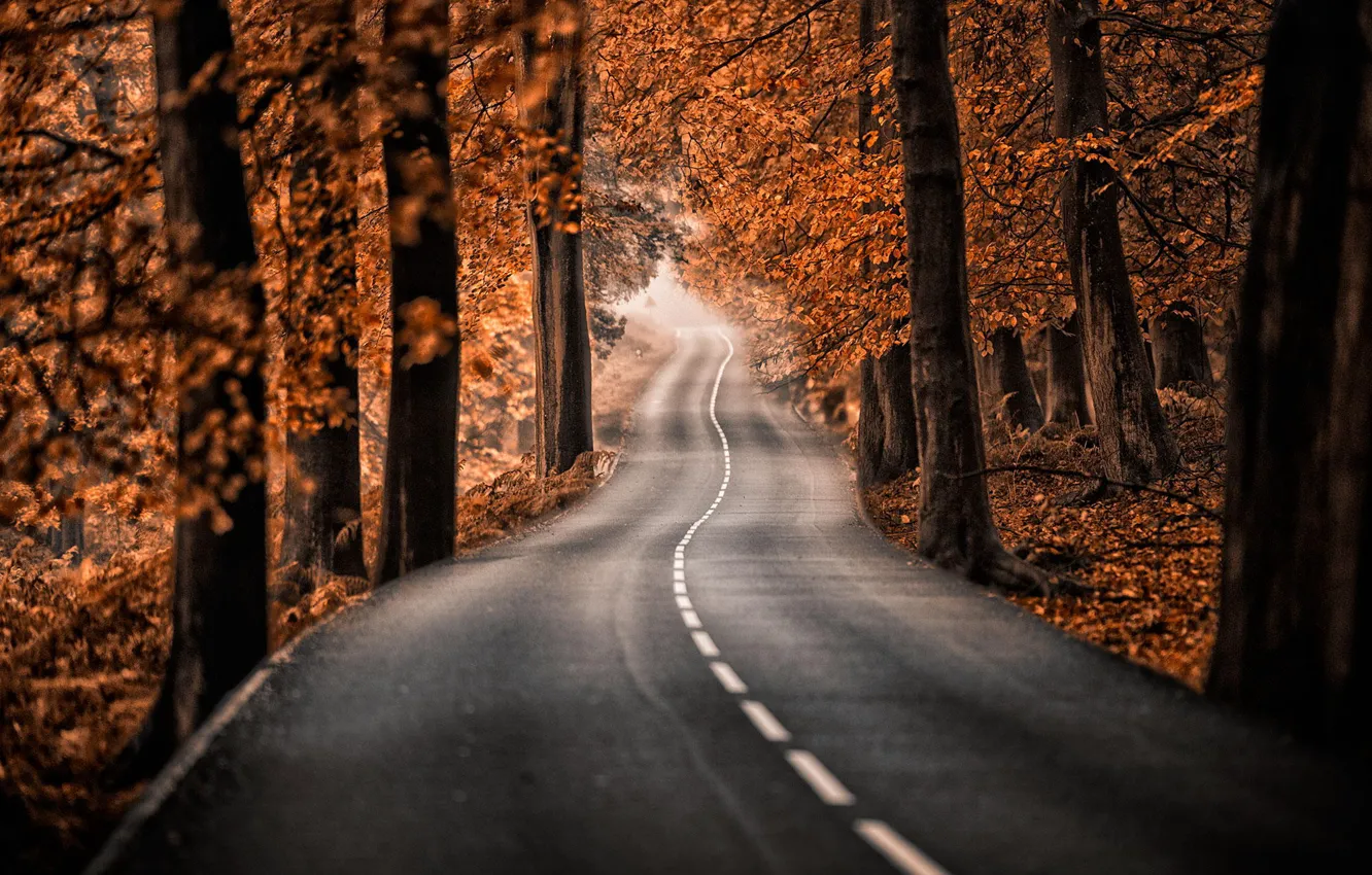 Photo wallpaper road, autumn, forest, trees, nature, Park