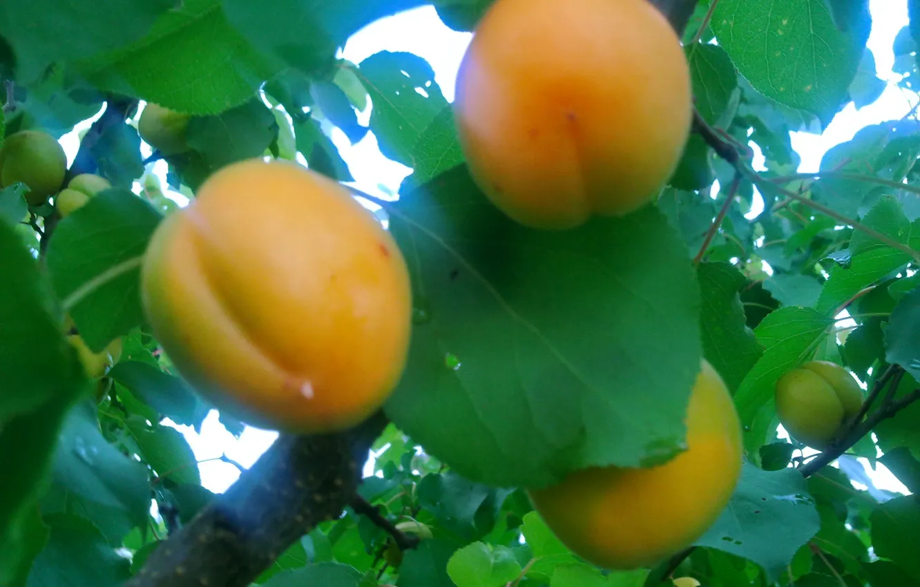 Photo wallpaper summer, food, fruit, fruit, vitamins, apricots, maturation