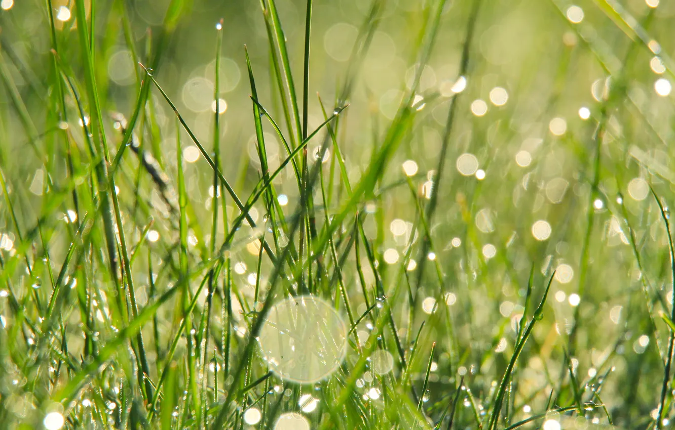 Photo wallpaper grass, drops, dew
