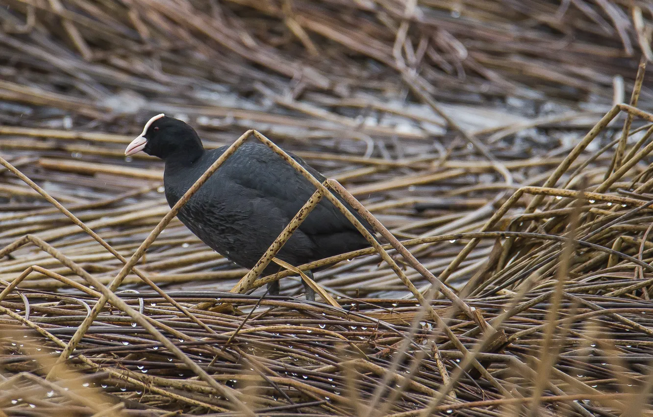 Photo wallpaper bird, spring, reed, The coot