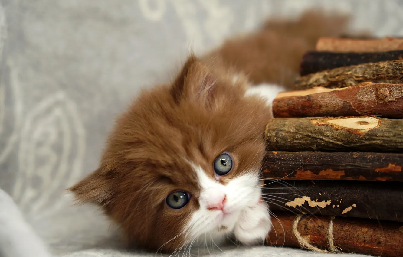 Photo wallpaper cat, look, branches, pose, baby, lies, kitty, grey background