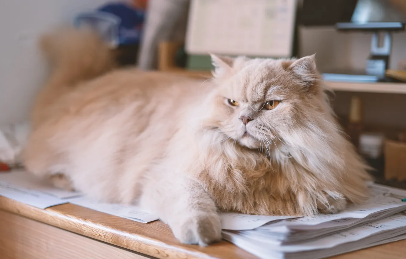 Photo wallpaper cat, cat, look, pose, paper, table, room, legs
