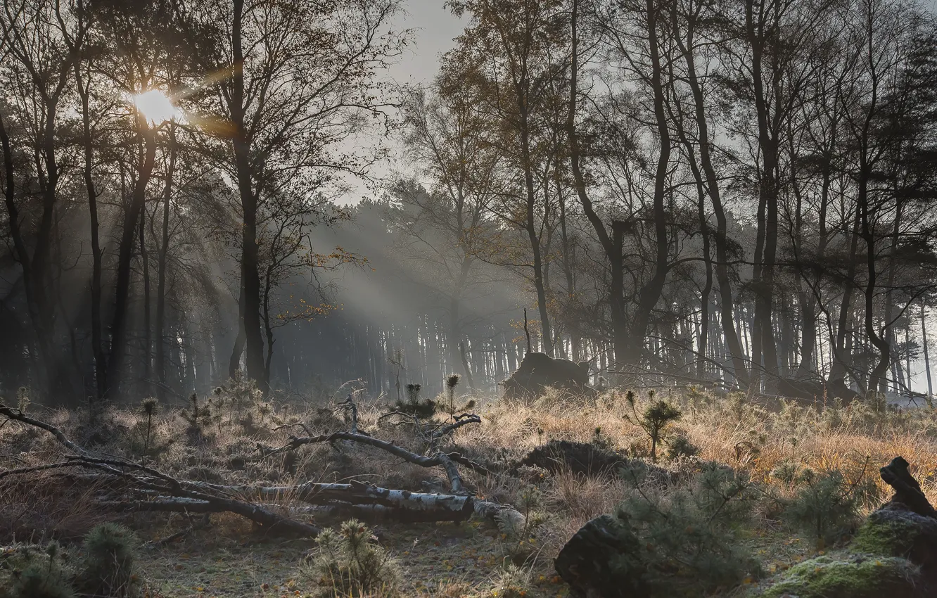 Photo wallpaper autumn, forest, the sun, fog, glade, driftwood