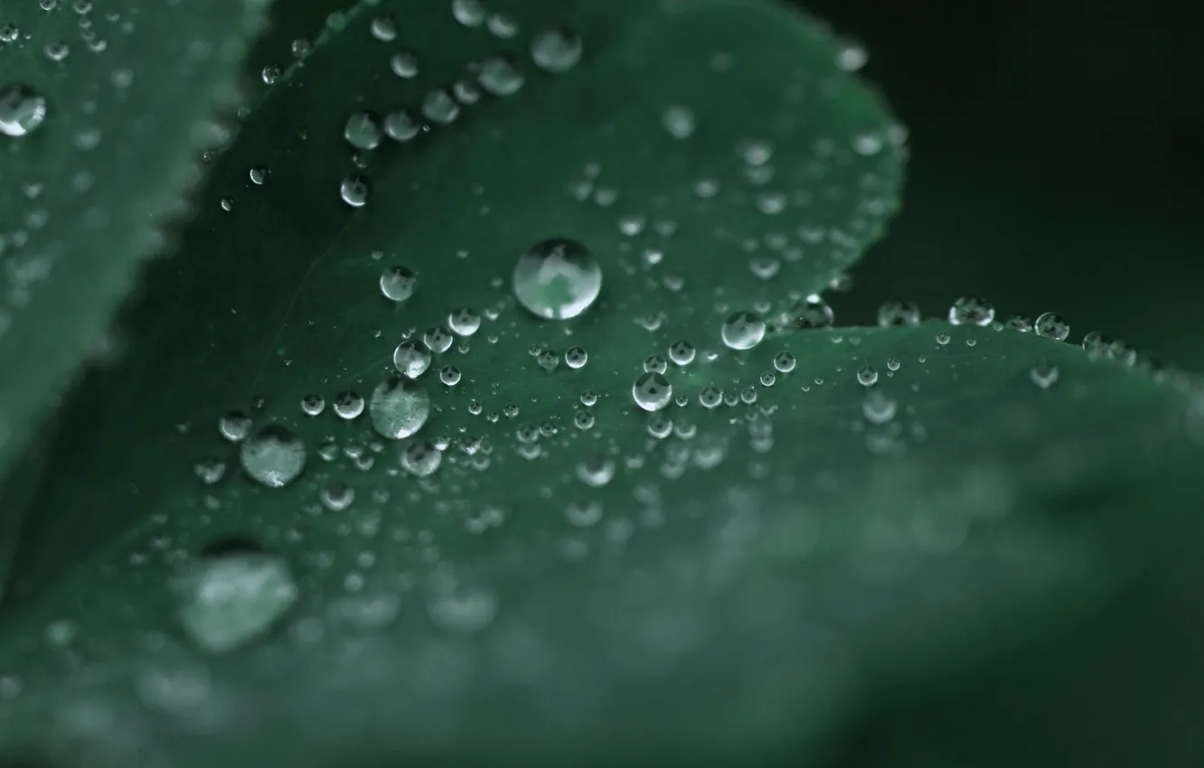 Photo wallpaper water, drops, macro, sheet, green, Rosa