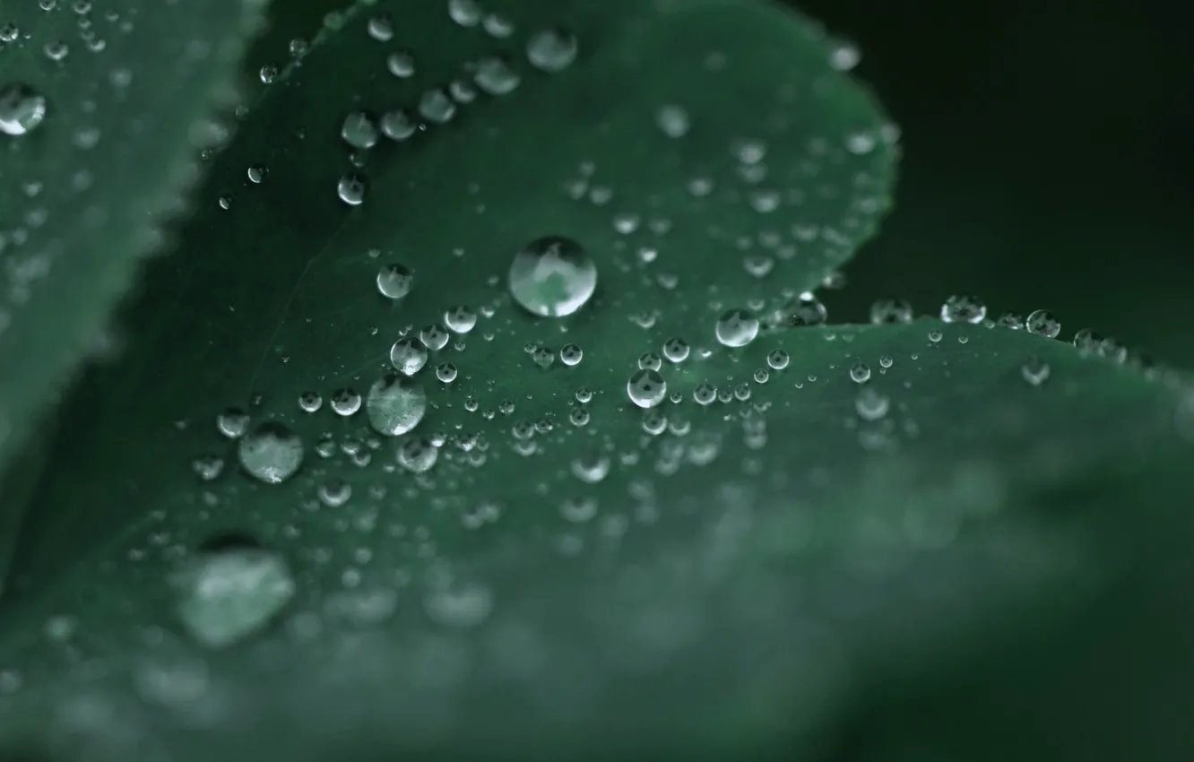 Photo wallpaper leaves, water, drops, macro, green, Rosa