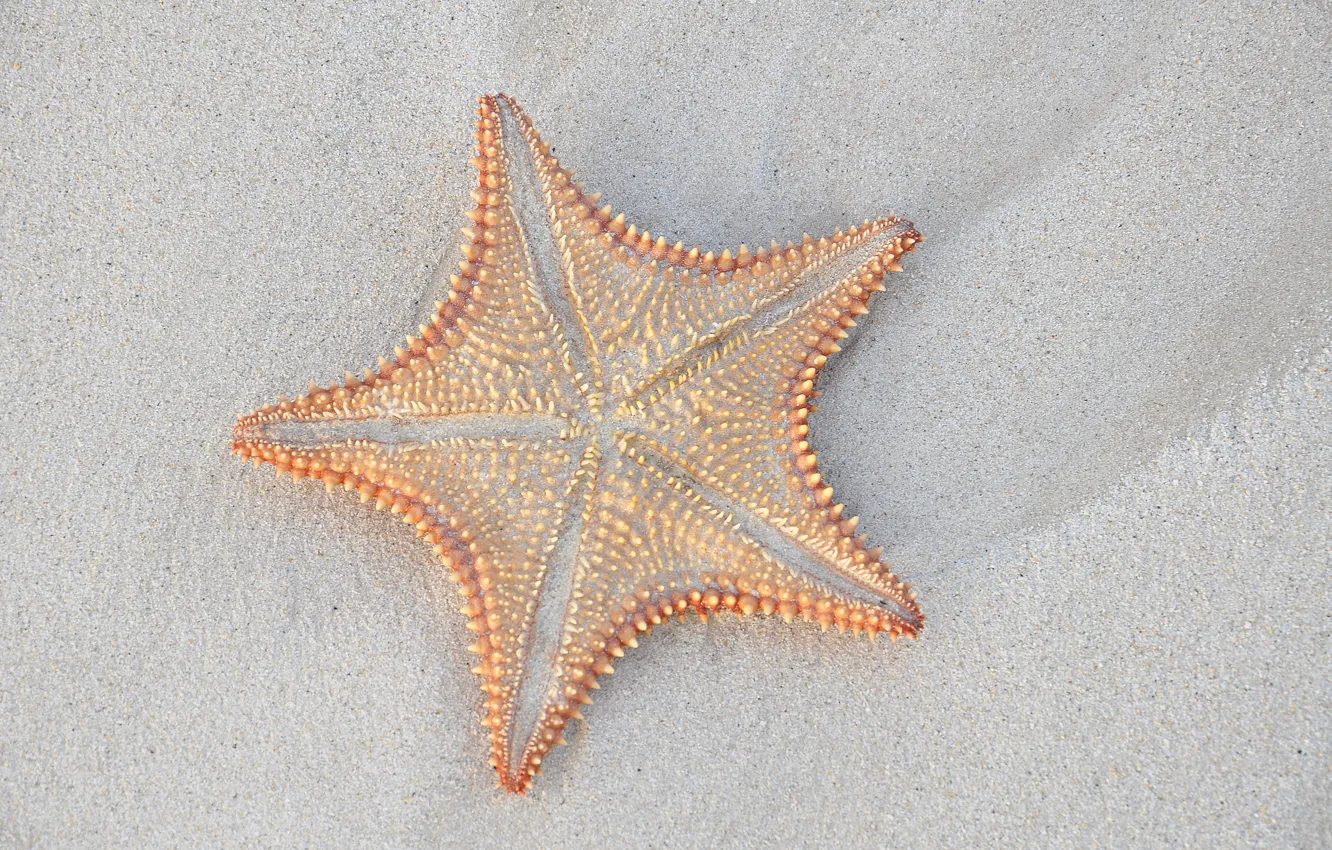 Photo wallpaper sand, macro, starfish