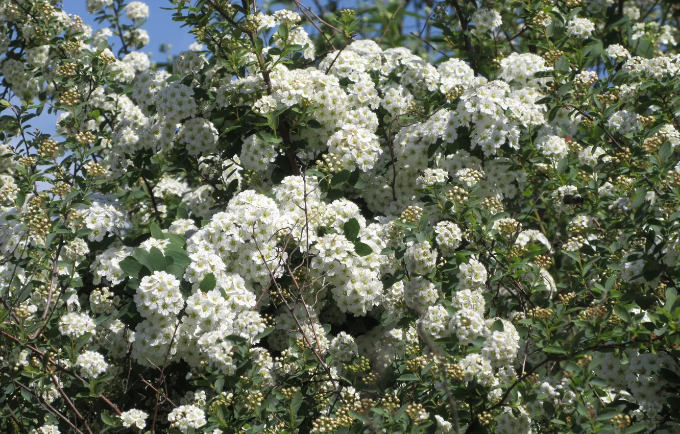 Photo wallpaper flowers, the bushes, white flowers, spring 2018, Mamala ©