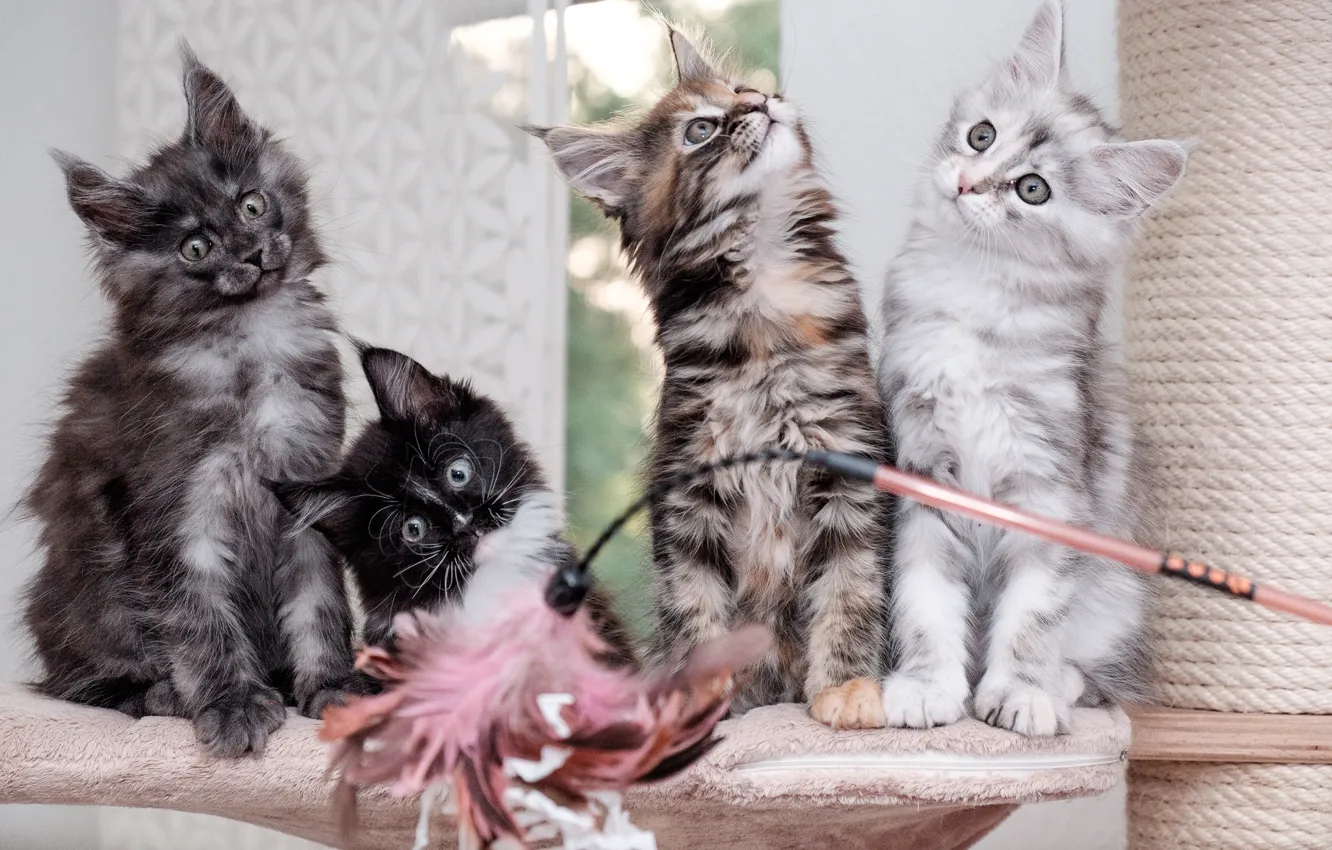 Photo wallpaper kittens, Quartet, Maine Coon